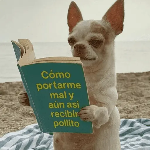 😌 ANIMALITOS SHITPOST 😌