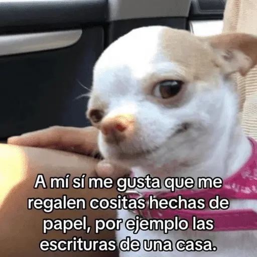 😌 ANIMALITOS SHITPOST 😌