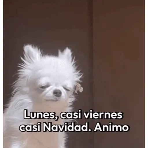 😌 ANIMALITOS SHITPOST 😌
