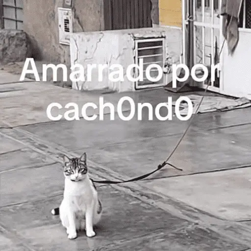 😌 ANIMALITOS SHITPOST 😌