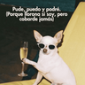 😌 ANIMALITOS SHITPOST 😌