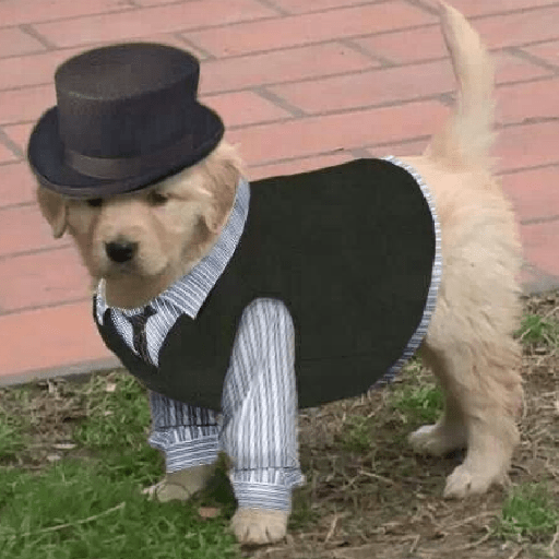 🐶🐕🦴PERRITOS | DOGS 2🦴🐕🐶 preview