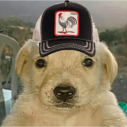 🐶🐕🦴PERRITOS | DOGS 2🦴🐕🐶 preview