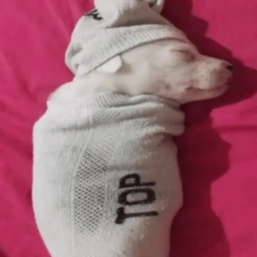 🐶🐕🦴PERRITOS | DOGS 2🦴🐕🐶