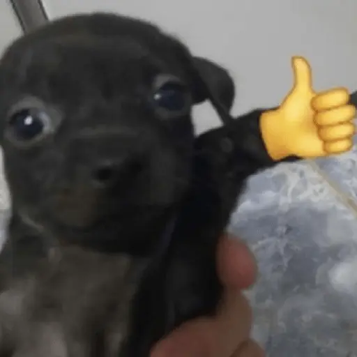 🐶🐕🦴PERRITOS | DOGS 2🦴🐕🐶