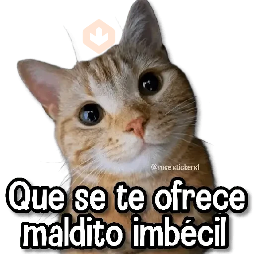 Memes Finos 4😎🪄 sticker 17