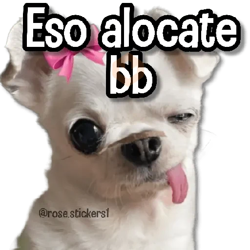 Memes Finos 4😎🪄 sticker 13