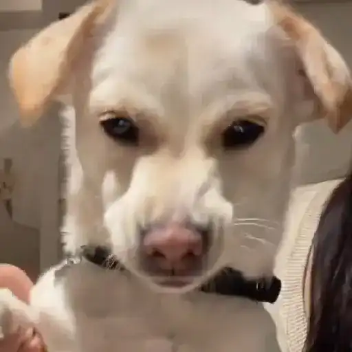 🎵 TIKTOKeando 42🎵