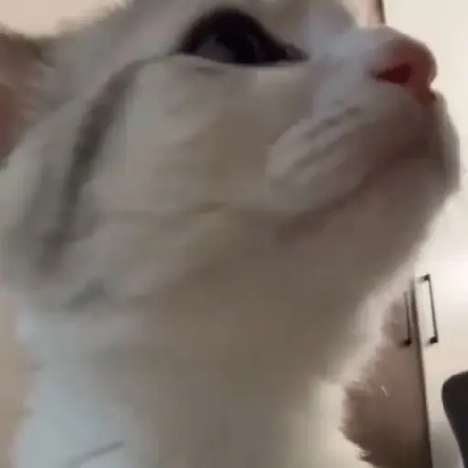 🎵 TIKTOKeando 42🎵 preview