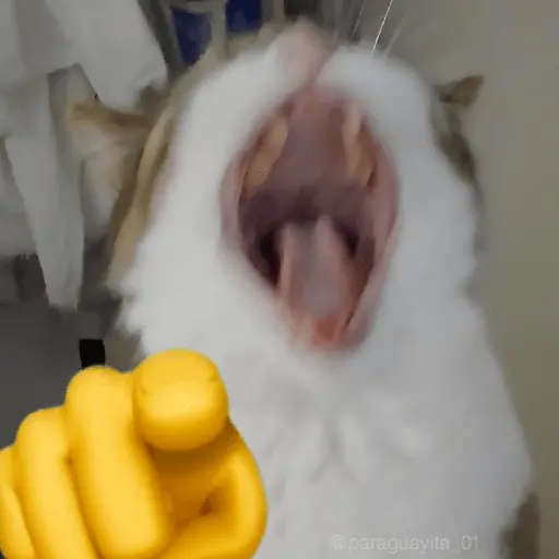 🐈‍⬛🐱🧶 GATOS | CATS 2 🧶🐱🐈‍⬛