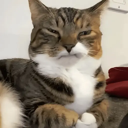 🐈‍⬛🐱🧶 GATOS | CATS 2 🧶🐱🐈‍⬛