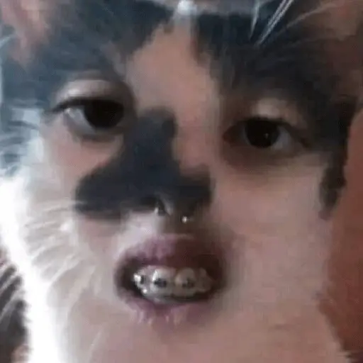 🐈‍⬛🐱🧶 GATOS | CATS 2 🧶🐱🐈‍⬛