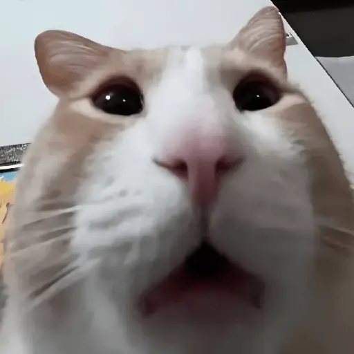 🐈‍⬛🐱🧶 GATOS | CATS 2 🧶🐱🐈‍⬛