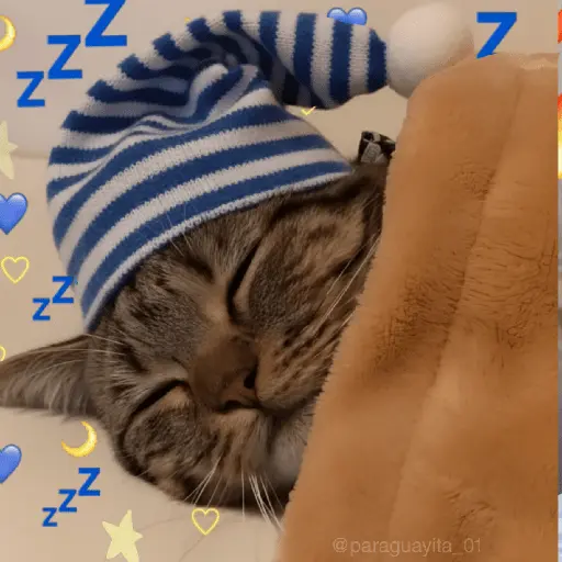 🐈‍⬛🐱🧶 GATOS | CATS 2 🧶🐱🐈‍⬛