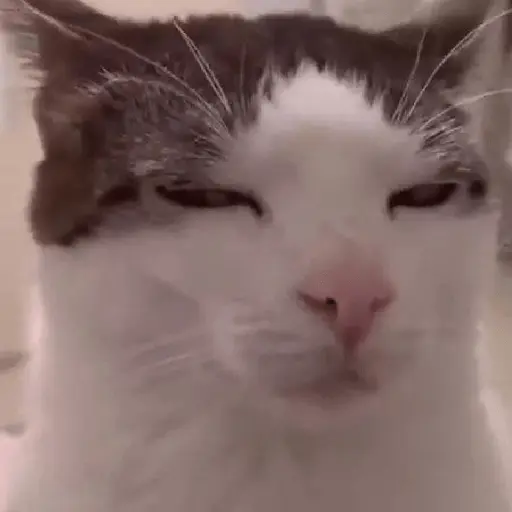 🐈‍⬛🐱🧶 GATOS | CATS 2 🧶🐱🐈‍⬛