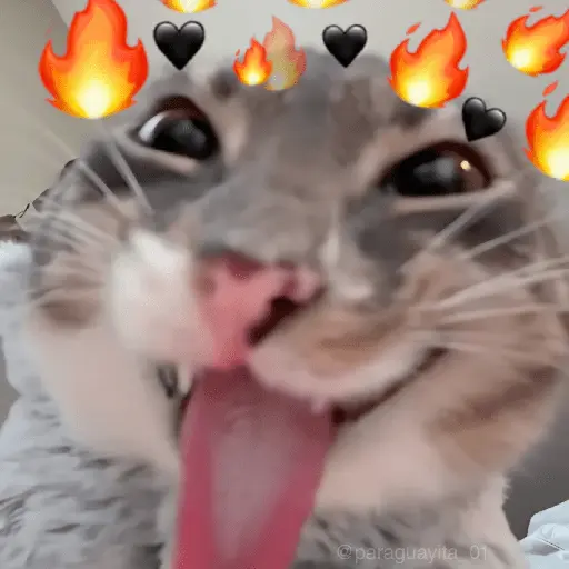 🐈‍⬛🐱🧶 GATOS | CATS 2 🧶🐱🐈‍⬛