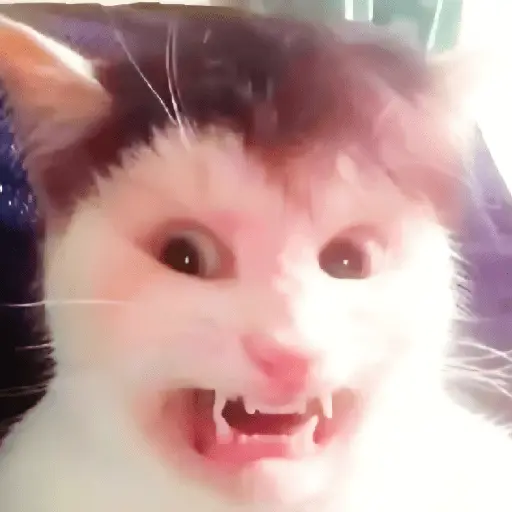 🐈‍⬛🐱🧶 GATOS | CATS 2 🧶🐱🐈‍⬛