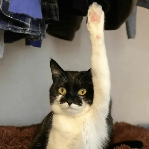 🐈‍⬛🐱🧶 GATOS | CATS 2 🧶🐱🐈‍⬛