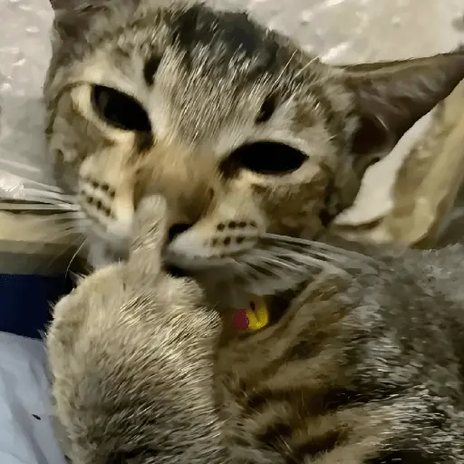 🐈‍⬛🐱🧶 GATOS | CATS 2 🧶🐱🐈‍⬛