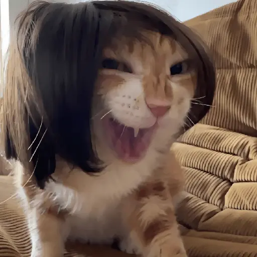 🐈‍⬛🐱🧶 GATOS | CATS 2 🧶🐱🐈‍⬛