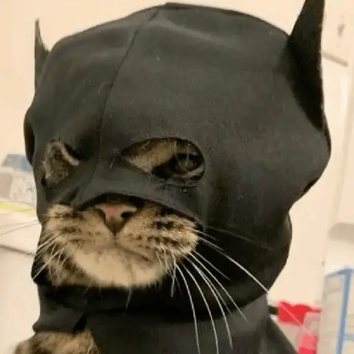 🐈‍⬛🐱🧶 GATOS | CATS 2 🧶🐱🐈‍⬛
