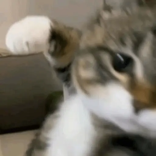 🐈‍⬛🐱🧶 GATOS | CATS 2 🧶🐱🐈‍⬛
