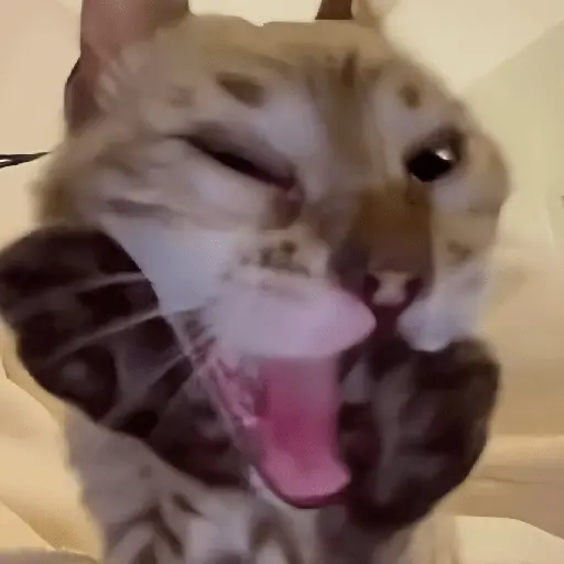 🐈‍⬛🐱🧶 GATOS | CATS 2 🧶🐱🐈‍⬛
