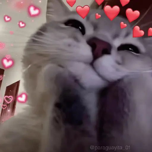 🐈‍⬛🐱🧶 GATOS | CATS 2 🧶🐱🐈‍⬛