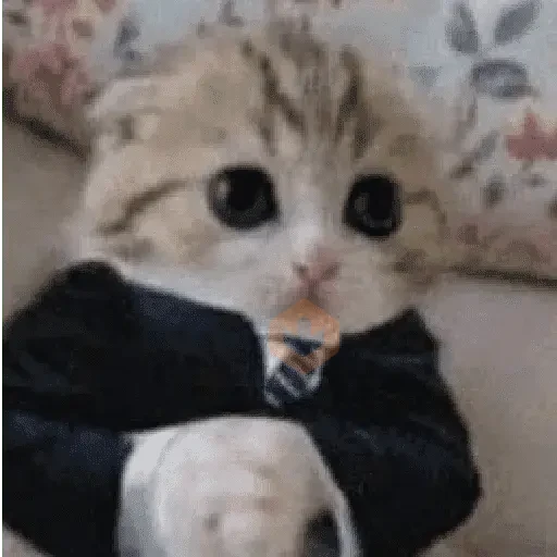 Reacciones de gatos Tiktok😂 sticker 15