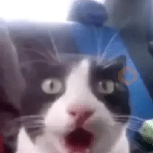 Reacciones de gatos Tiktok😂 sticker 20