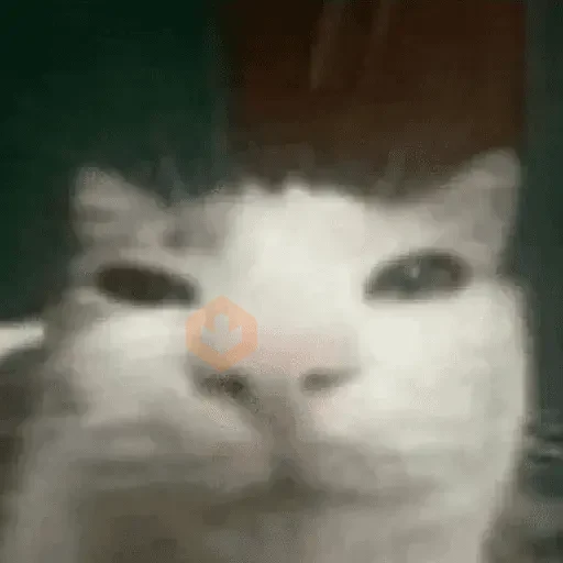 Reacciones de gatos Tiktok😂 sticker 12