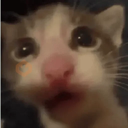 Reacciones de gatos Tiktok😂 sticker 26
