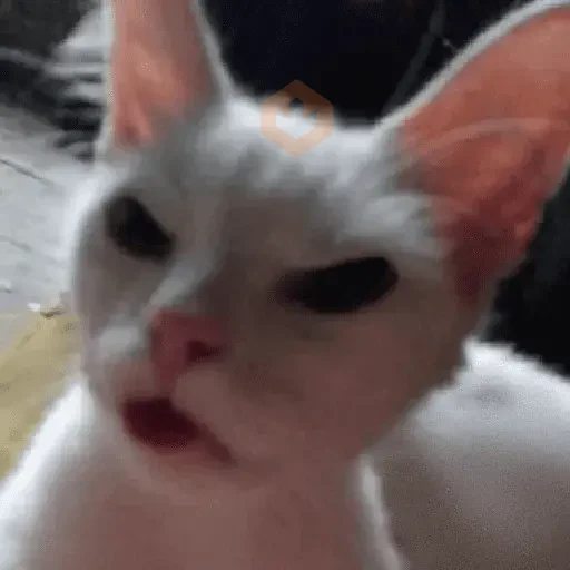 Reacciones de gatos Tiktok😂 sticker 17