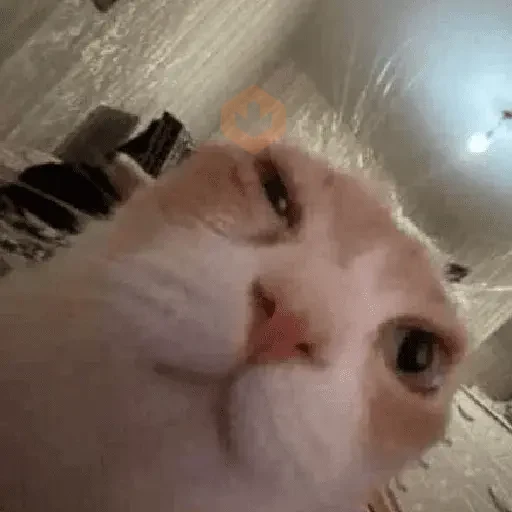 Reacciones de gatos Tiktok😂 sticker 19