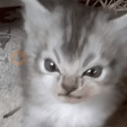 Reacciones de gatos Tiktok😂 sticker 11