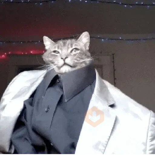 Reacciones de gatos Tiktok😂 sticker 13