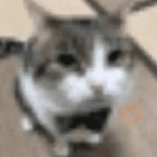 Reacciones de gatos Tiktok😂 sticker 23
