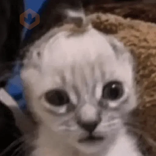 Reacciones de gatos Tiktok😂 sticker 18