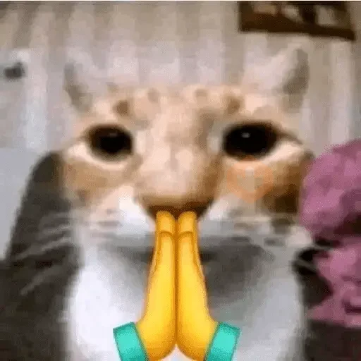 Reacciones de gatos Tiktok😂 sticker 22