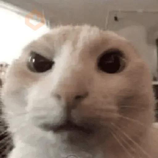 Reacciones de gatos Tiktok😂 sticker 21