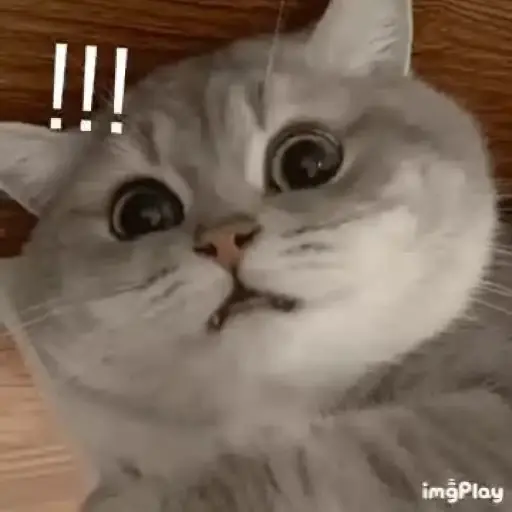 Meme Kucing Imut #2