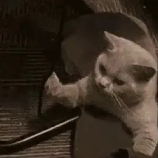 Meme Kucing Imut #2