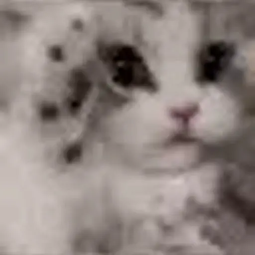 Meme Kucing Imut #2