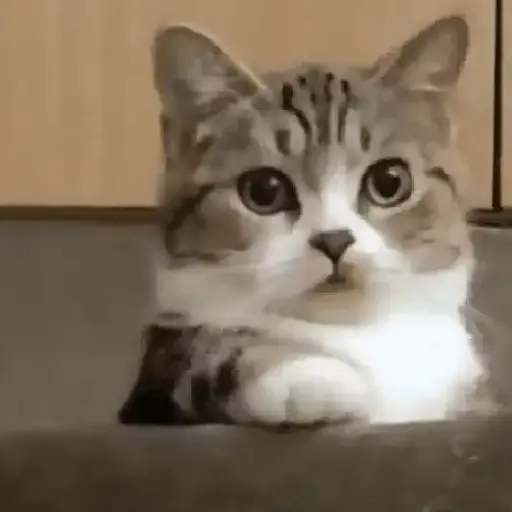 Meme Kucing Imut #2