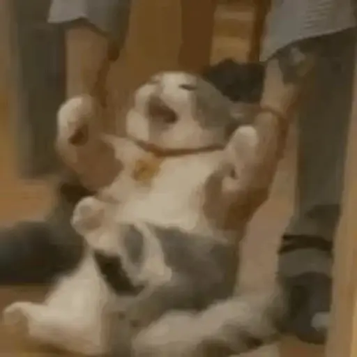 Meme Kucing Imut #2