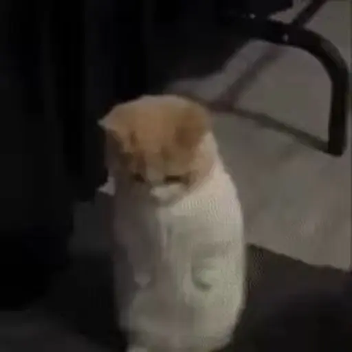 Meme Kucing Imut #2