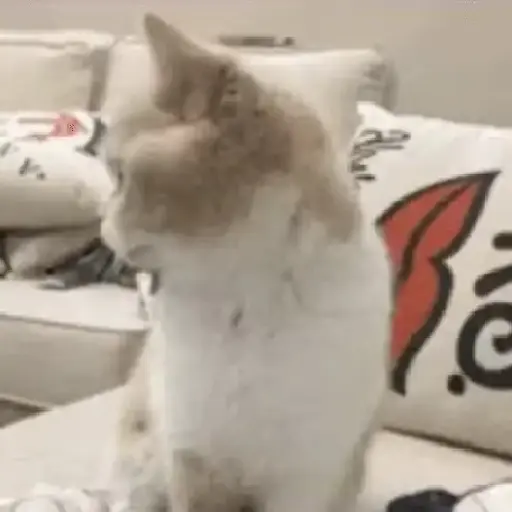 Meme Kucing Imut #2