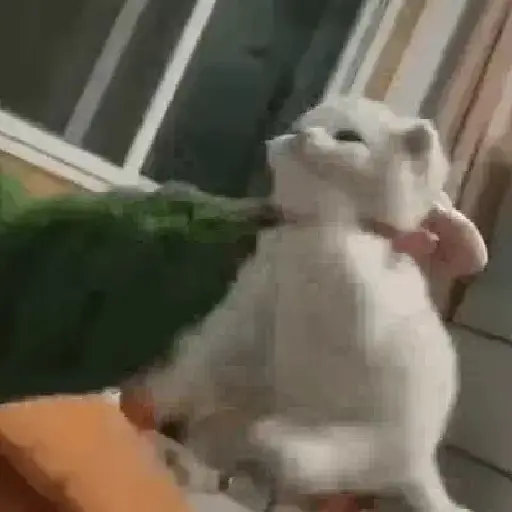 Meme Kucing Imut #2
