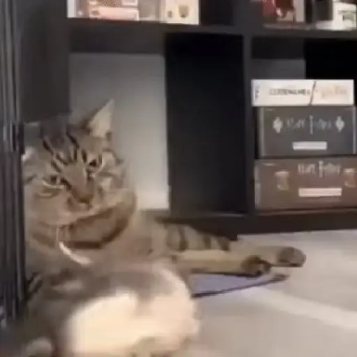 Meme Kucing Imut #2 preview
