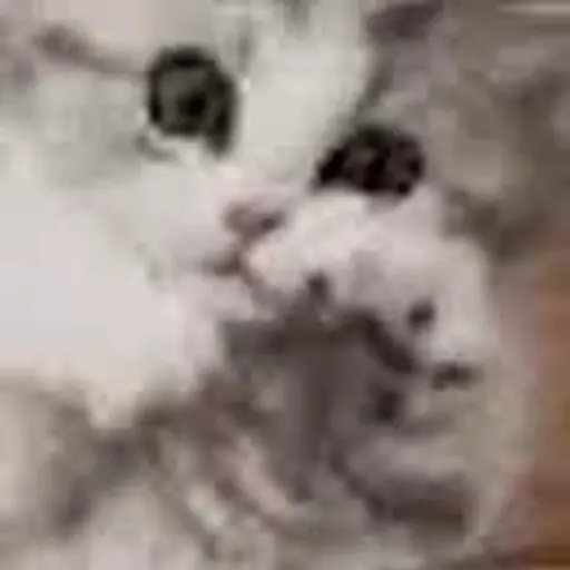 Meme Kucing Imut #2 preview